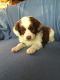 Aussie Doodles Puppies for sale in Boyceville, WI 54725, USA. price: NA