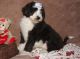 Aussie Doodles Puppies for sale in Houston, TX, USA. price: NA