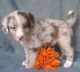 Aussie Doodles Puppies for sale in Lafayette, LA, USA. price: $650