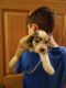 Aussie Doodles Puppies for sale in Menomonie, WI 54751, USA. price: NA