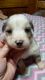 Aussie Doodles Puppies for sale in Smithton, MO 65350, USA. price: NA