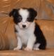 Aussie Doodles Puppies for sale in Fairborn, OH 45324, USA. price: NA