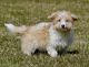 Aussie Doodles Puppies for sale in Howe, IN 46746, USA. price: NA