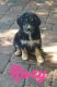 Aussie Doodles Puppies for sale in St Cloud, FL, USA. price: NA