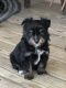 Aussie Doodles Puppies for sale in Mt Vernon, OH 43050, USA. price: NA