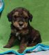 Aussie Doodles Puppies for sale in Dayton, OH, USA. price: NA