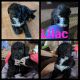 Aussie Doodles Puppies for sale in Pinconning, MI 48650, USA. price: $700