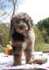 Aussie Doodles Puppies for sale in Panama City, FL, USA. price: NA