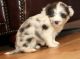 Aussie Doodles Puppies for sale in Garland City, AR, USA. price: $500