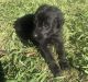 Aussie Doodles Puppies for sale in Madison, NC 27025, USA. price: $500