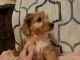 Aussie Doodles Puppies for sale in Cookeville, TN, USA. price: NA