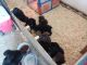 Aussie Doodles Puppies for sale in Leesburg, OH 45135, USA. price: $350