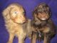 Aussie Doodles Puppies for sale in Lincoln, AL, USA. price: NA
