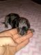 Aussie Doodles Puppies for sale in Muskogee, OK 74403, USA. price: NA