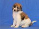 Aussie Doodles Puppies for sale in Queen City, MO 63561, USA. price: $600