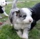 Aussie Doodles Puppies for sale in Bronx, NY, USA. price: $500