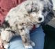 Aussie Doodles Puppies for sale in Grand Rapids, MI, USA. price: NA