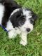 Aussie Doodles Puppies for sale in Columbia, MO, USA. price: NA