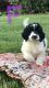 Aussie Doodles Puppies for sale in Elkin, NC, USA. price: NA