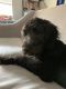 Aussie Doodles Puppies for sale in Glendale, AZ 85301, USA. price: NA