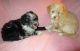 Aussie Doodles Puppies for sale in Lincoln, AL, USA. price: NA