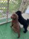Aussie Doodles Puppies for sale in Vandergrift, PA, USA. price: $700