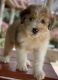 Aussie Doodles Puppies for sale in Columbus, TX, USA. price: NA