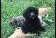 Aussie Doodles Puppies for sale in Dover, TN 37058, USA. price: NA