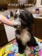 Aussie Doodles Puppies for sale in Elwood, IN 46036, USA. price: NA