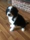 Aussie Doodles Puppies for sale in White Mills, KY 42788, USA. price: NA