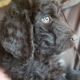 Aussie Doodles Puppies for sale in Jasper, NY 14855, USA. price: NA