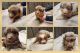 Aussie Doodles Puppies for sale in Walhalla, ND 58282, USA. price: NA