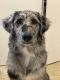 Aussie Doodles Puppies for sale in Caldwell, ID, USA. price: NA
