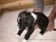 Aussie Doodles Puppies for sale in Columbus, IN, USA. price: NA