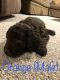 Aussie Doodles Puppies for sale in Springfield, MN 56087, USA. price: NA