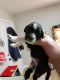 Aussie Doodles Puppies for sale in Maryville, TN, USA. price: NA