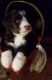 Aussie Doodles Puppies for sale in Elkhart, IN, USA. price: NA