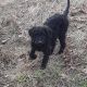 Aussie Doodles Puppies for sale in Chillicothe, OH 45601, USA. price: NA