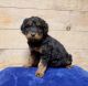 Aussie Doodles Puppies for sale in Wauseon, OH 43567, USA. price: NA
