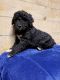 Aussie Doodles Puppies for sale in Wauseon, OH 43567, USA. price: NA