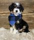 Aussie Doodles Puppies for sale in Holmes County, OH, USA. price: $1,000