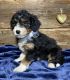 Aussie Doodles Puppies for sale in Holmes County, OH, USA. price: $1,000