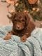 Aussie Doodles Puppies for sale in Greensburg, KY 42743, USA. price: NA