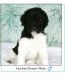 Aussie Doodles Puppies for sale in Pacifica, CA 94044, USA. price: NA