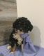 Aussie Doodles Puppies for sale in Townville, PA 16360, USA. price: $600