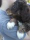 Aussie Doodles Puppies for sale in Ozark, AR 72949, USA. price: NA