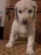 Aussie Doodles Puppies for sale in Harrison, AR 72601, USA. price: NA