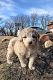 Aussie Doodles Puppies for sale in Eagle, NE 68347, USA. price: NA