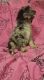 Aussie Doodles Puppies for sale in Menomonie, WI 54751, USA. price: $1,250