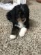 Aussie Doodles Puppies for sale in 416 Carriage Pl Ct, Decatur, GA 30033, USA. price: NA